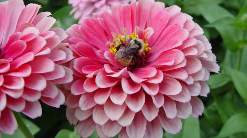 Floriferous zinnias produce masses of flowers over a very long season in a huge range of colors.