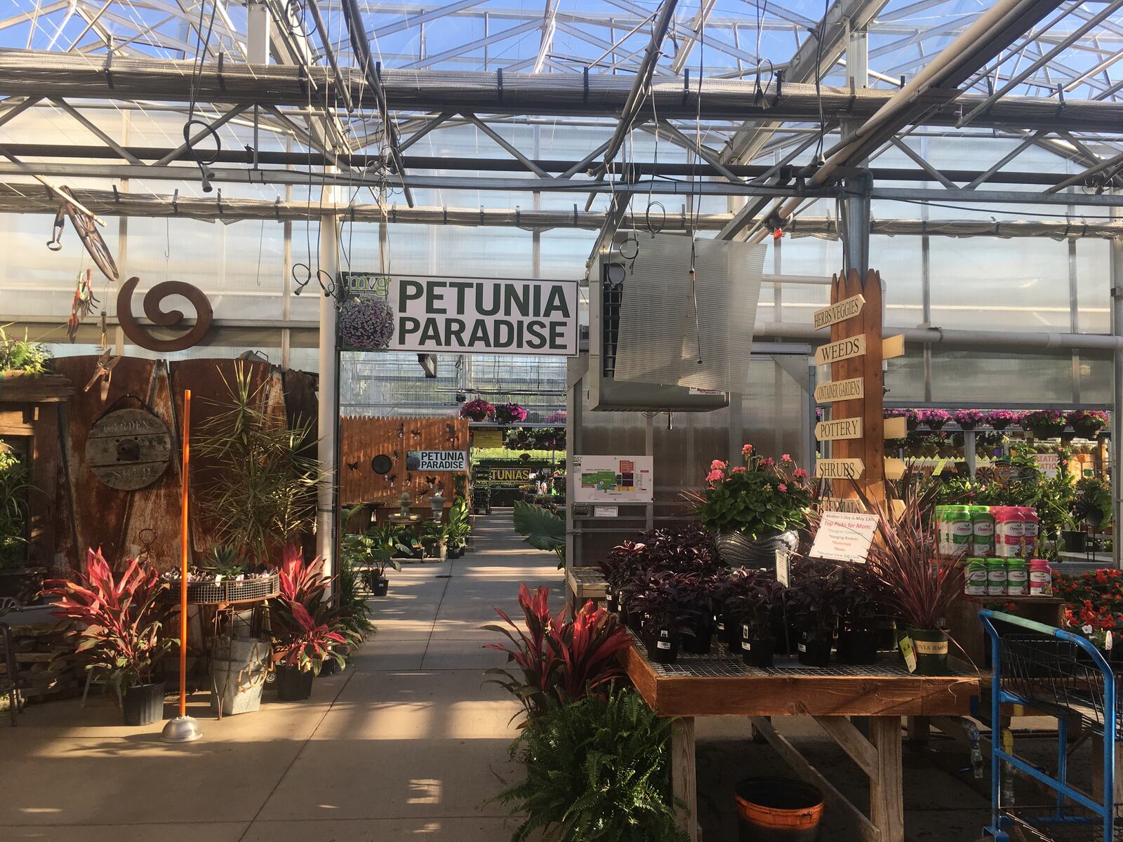 Meadow View Growers in New Carlisle has an abundance of greenery, flowers, foliage and decor to transform your garden or yard into a beautiful outdoor oasis.