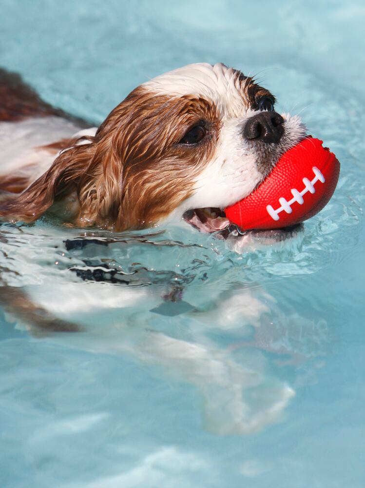 News hounds (8/21/2014)