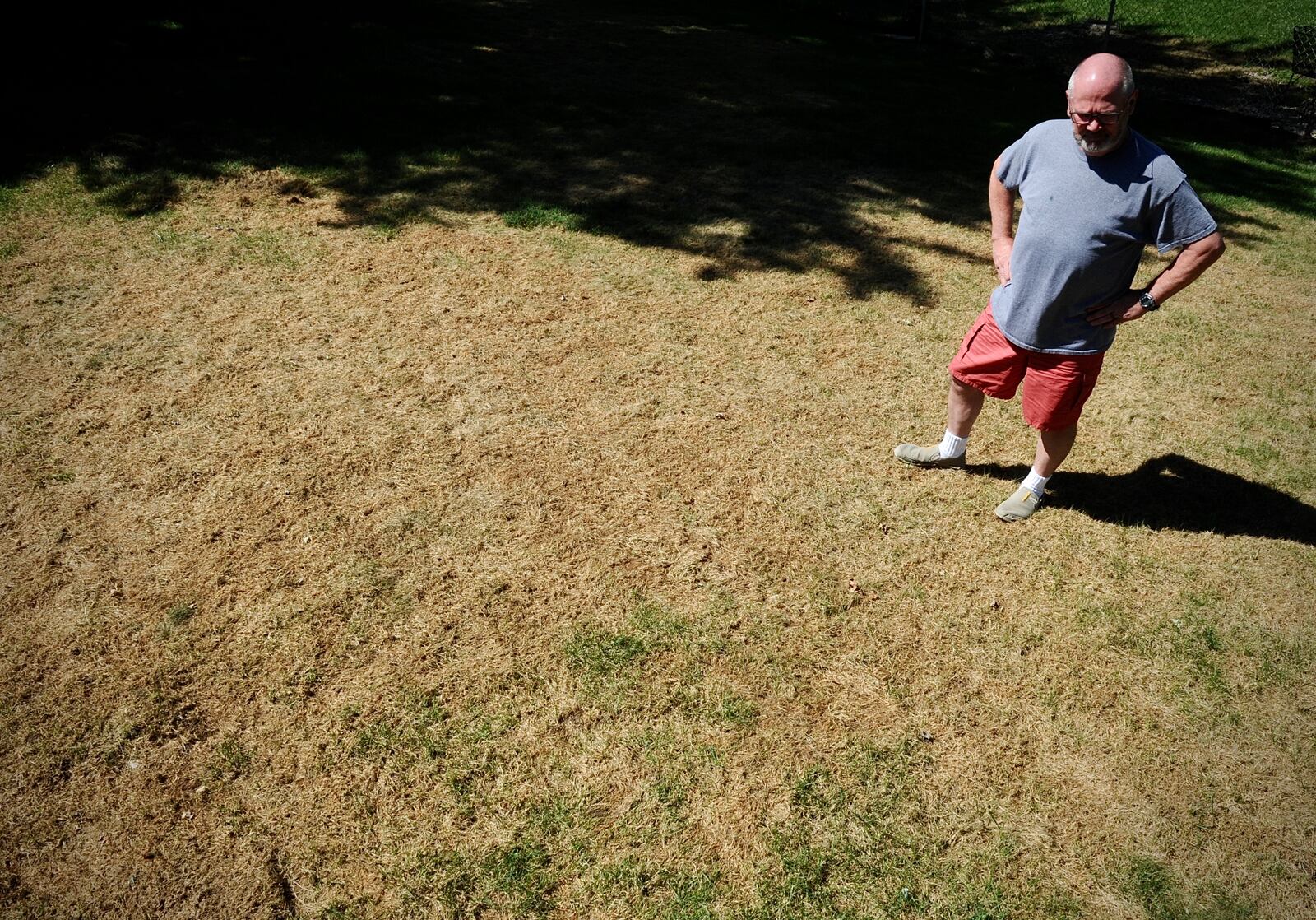 Gary Blakeman surveys his backyard Thursday, September 2, 2021 at his home in Huber Heights that has been destroyed by Armyworms. MARSHALL GORBY\STAFF