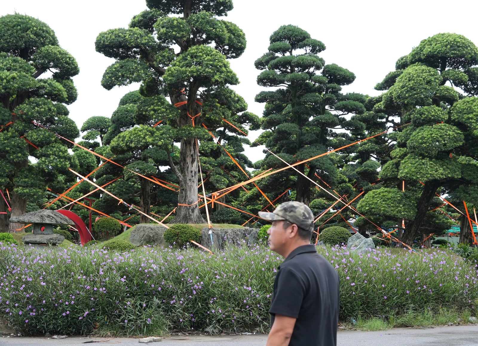 Trees are anchored and tied together at a bonsai garden as protection from tropical storm Wipha in Hanoi, Vietnam on Tuesday, July 22, 2025. (AP Photo/Hau Dinh)