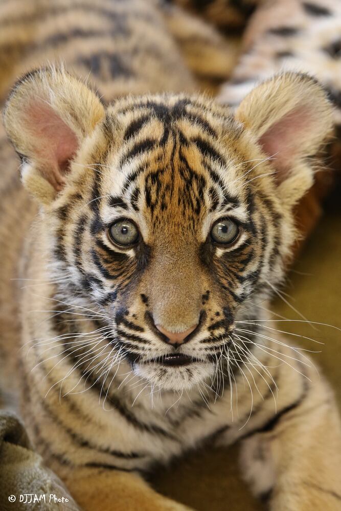 PHOTOS: Fall in love with Cincinnati Zoo babies