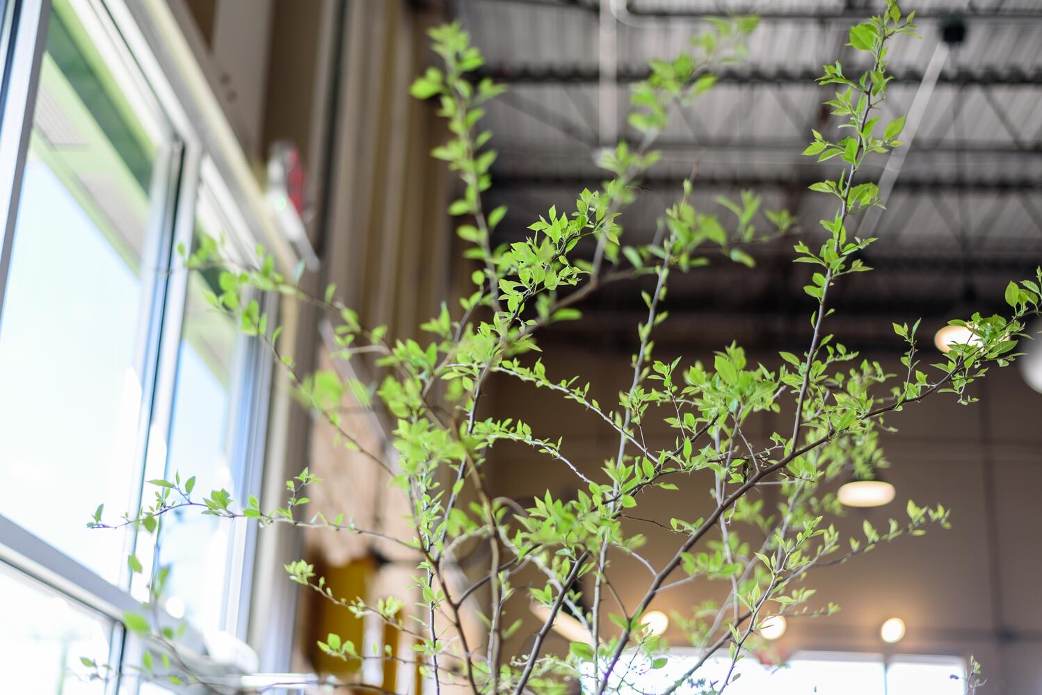 PHOTOS: Kettering Tree Love at Eudora Brewing Company