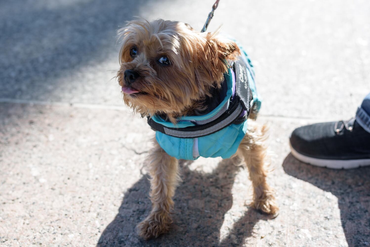 PHOTOS: Woof Walk at Woodland Cemetery & Arboretum