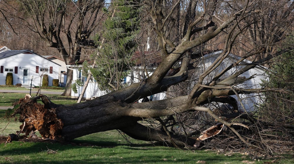 A large tree was uprooted in Moorefield Twp. in Clark County as a result of heavy winds on Friday, March 13, 2026. JOSEPH COOKE / STAFF