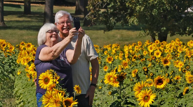 Steve and Janet Frederick take a selfie in the middle of the Yellow Springs sunflower field Monday, Oct. 2, 2023. BILL LACKEY/STAFF
