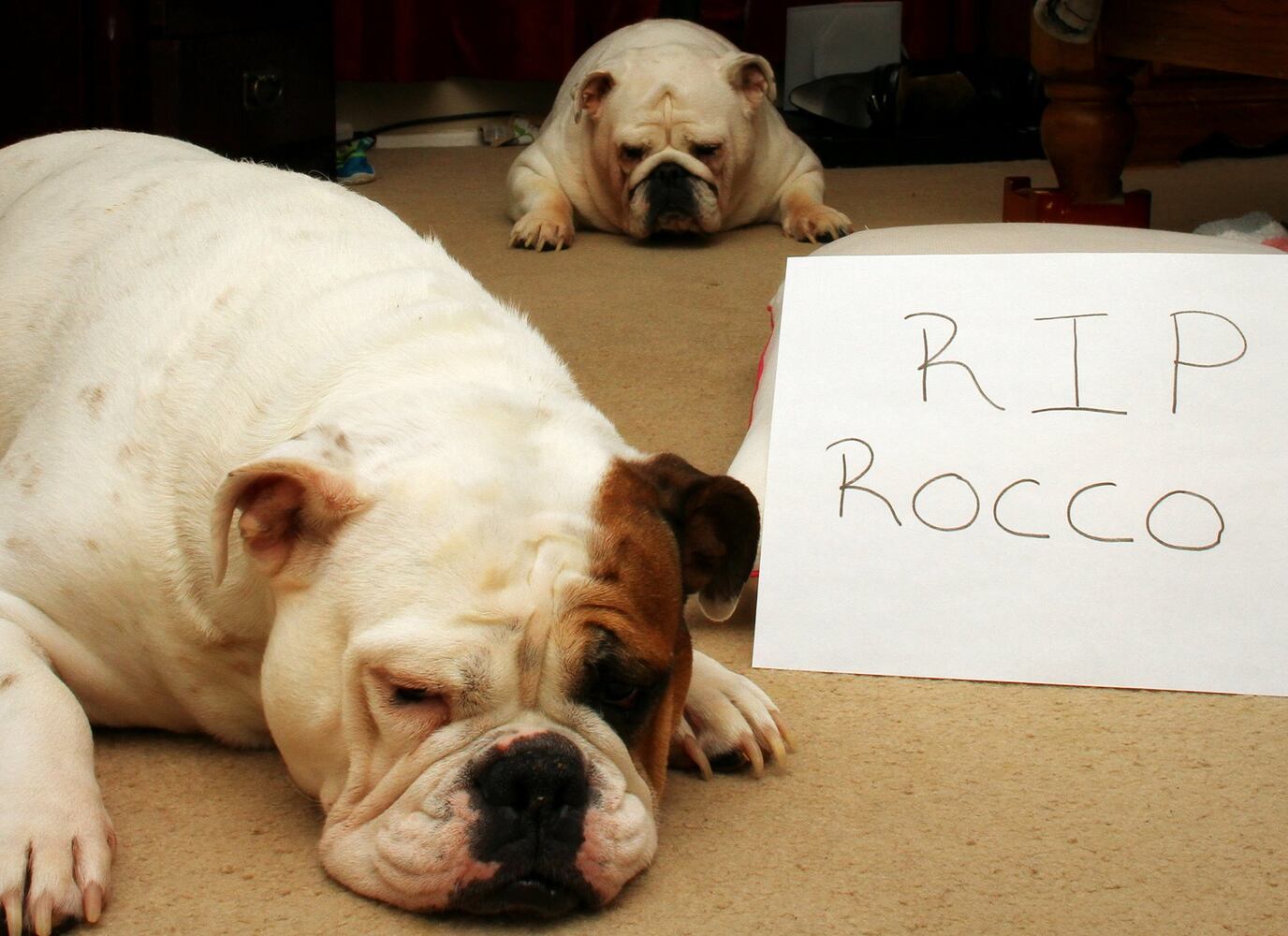 RIP Rocco