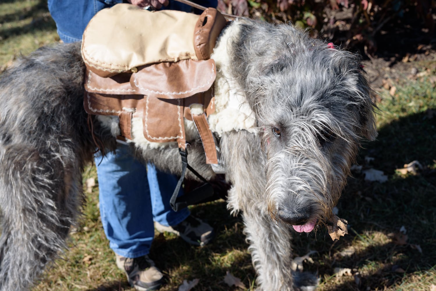 PHOTOS: Did we spot you and your dog at Wag-O-Ween at the Kettering Recreation Center?
