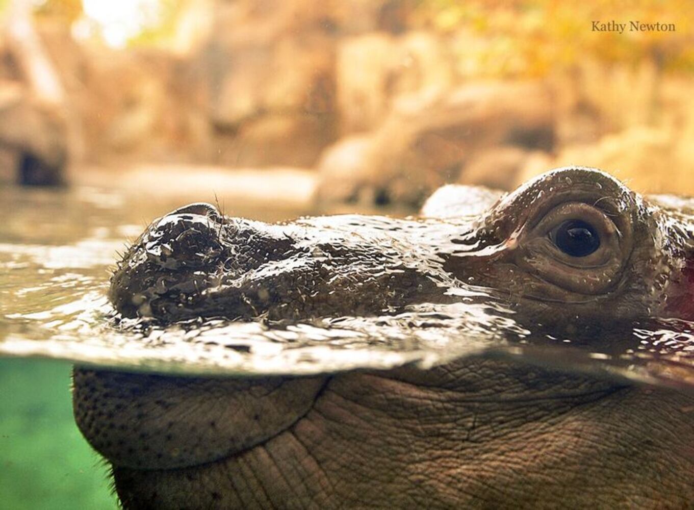 PHOTOS: This first look at Cincinnati Zoo's Zoo babies will be the best part of your day