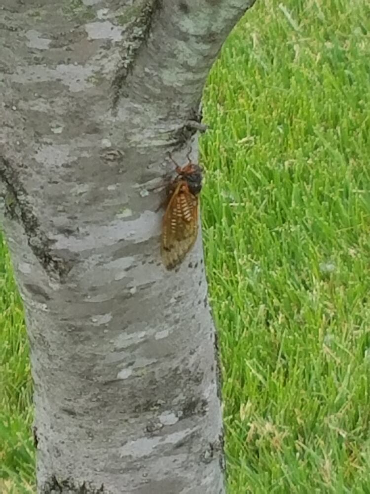 Cicadas in Vandalia