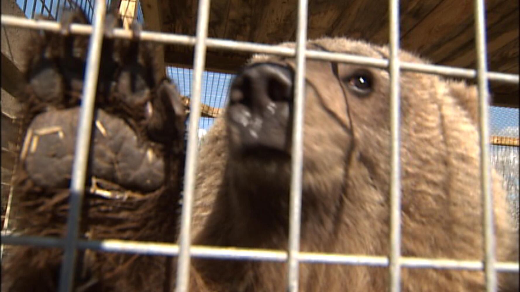 1122 Exotic animals