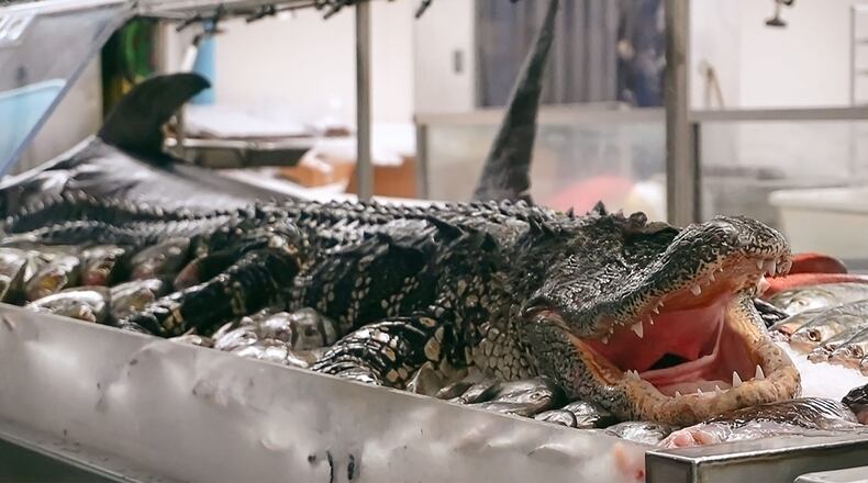 Freshly caught alligator arrived from Florida at Jungle Jim’s International Market in Fairfield Wednesday, Sept. 11, 2019. The Butler County grocer’s newest arrival is more than 9 feet long, weighs nearly 400 pounds and will be filleted and available for purchase this weekend. CONTRIBUTED