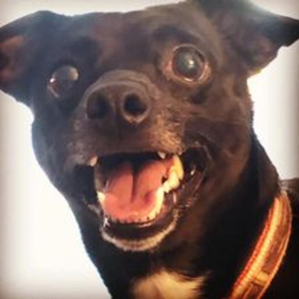 Puppy Day pictures