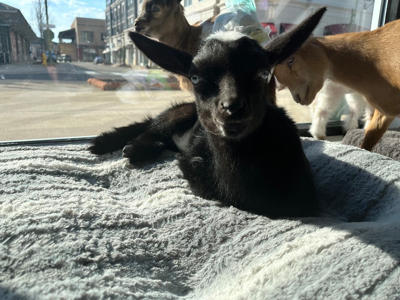 GoatCountry