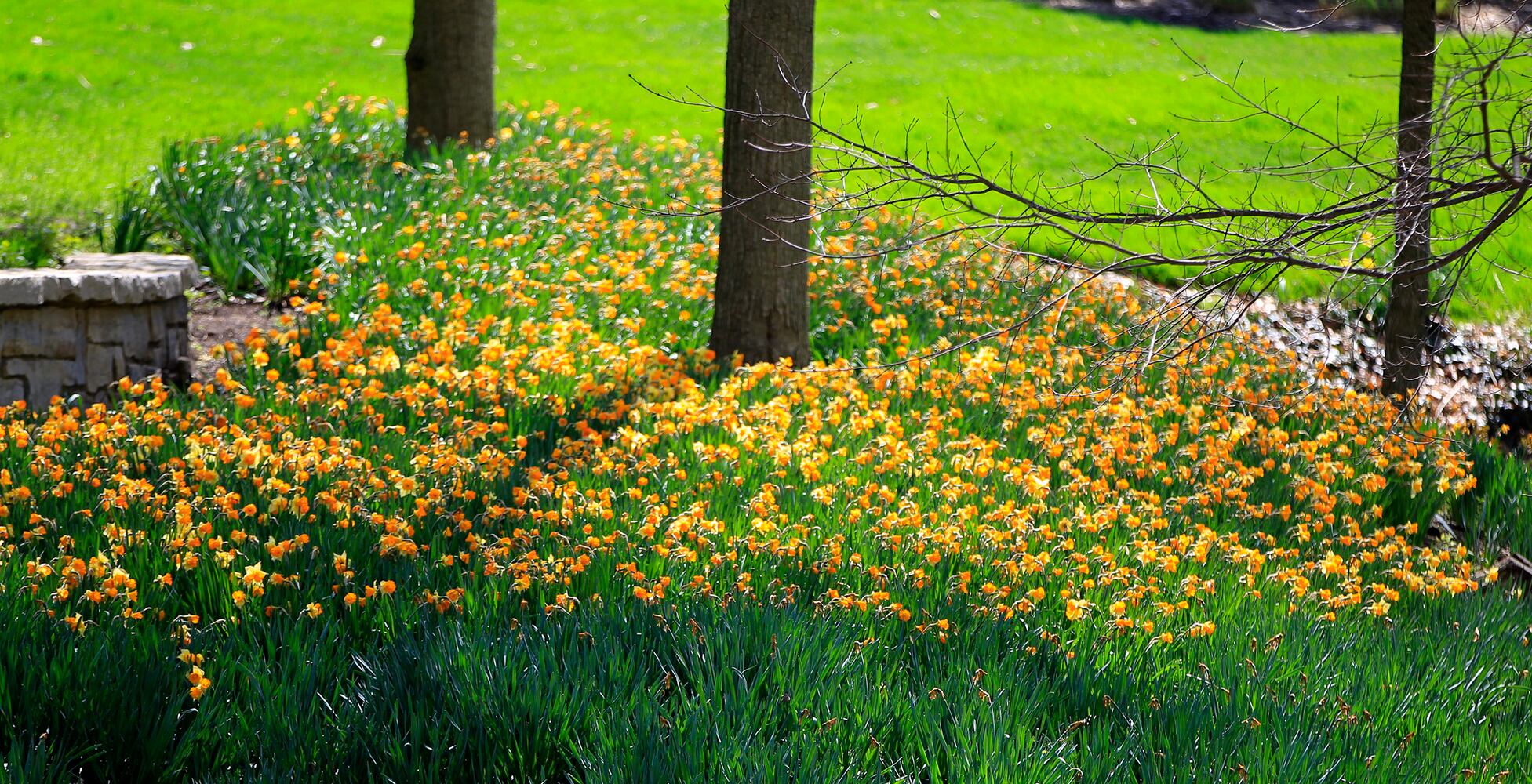 PHOTOS: Tens of thousands of daffodils on display in Oakwood