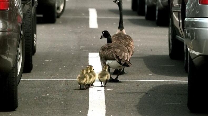 A giant Canada goose and gander lead their goslings through a packed parking lot Friday May 11, 2001 in Columbus, Ohio. The increase in the Giant Canada Geese population is a good illustartion of wildlife changes in Ohio over the past few decades. (AP Photo/Jay LaPrete)