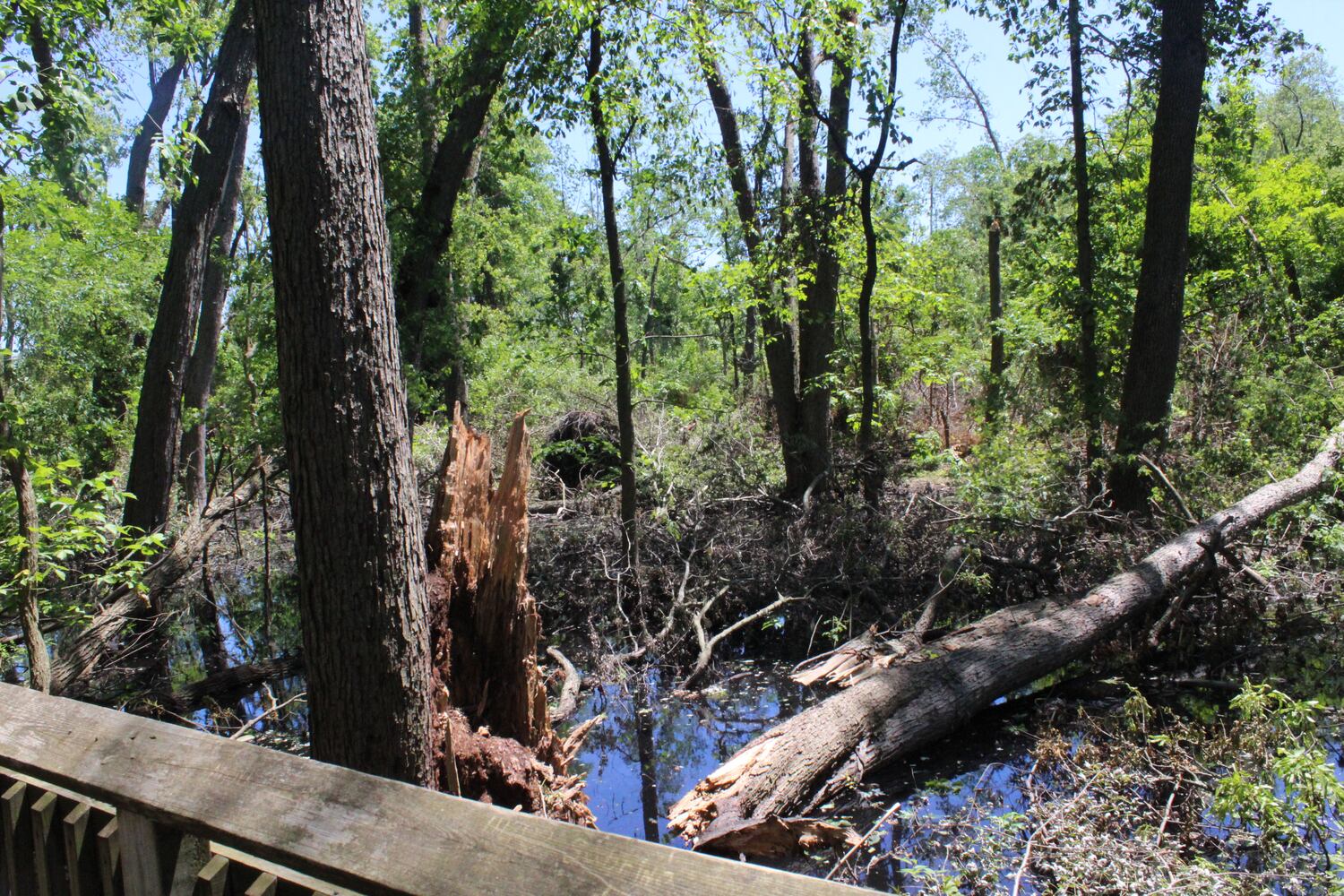 Photos: ‘extraordinary’ damage to parts of  Wegerzyn MetroPark, some parts mostly untouched