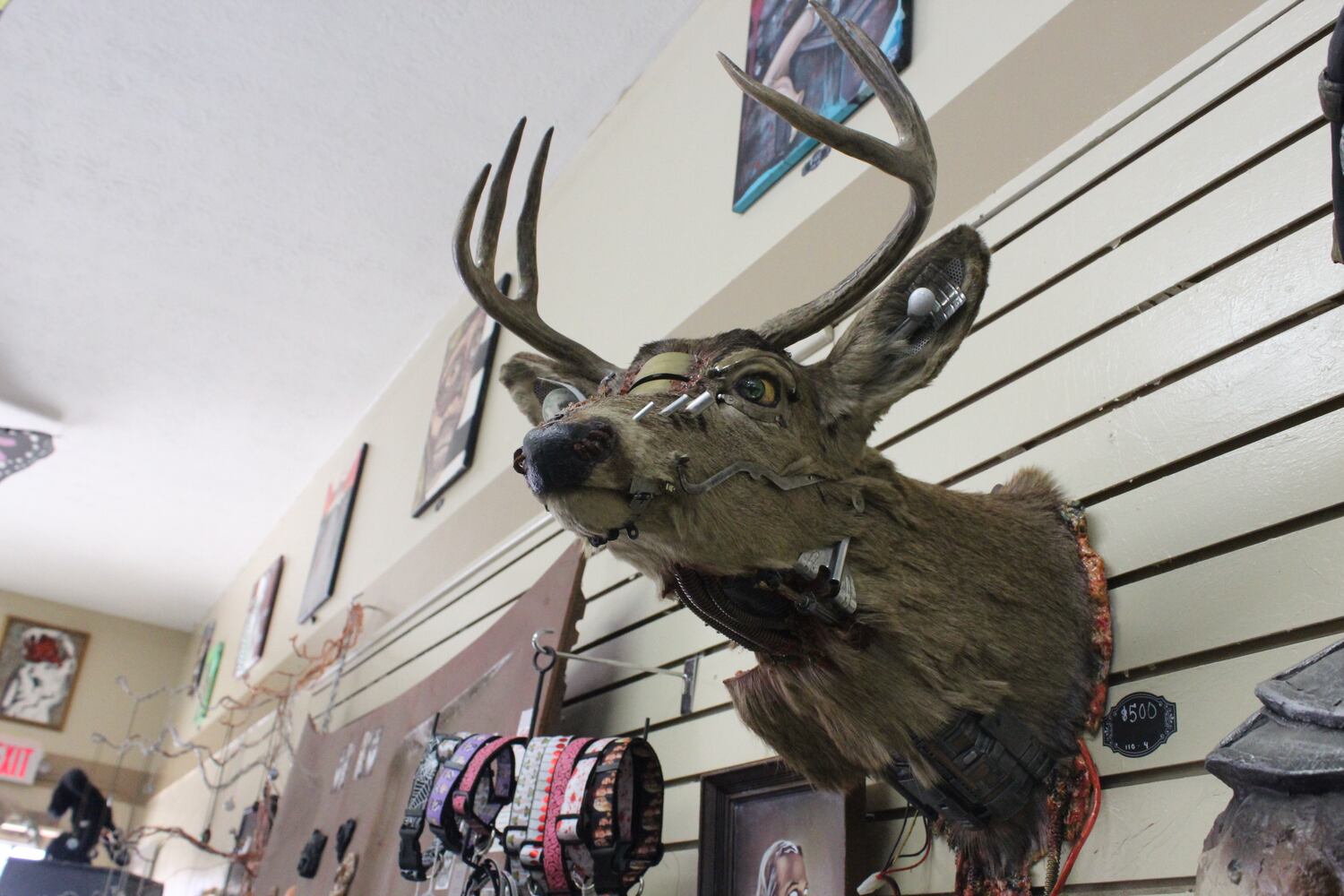 Photos: The Secret Chamber  House of Oddities and Art