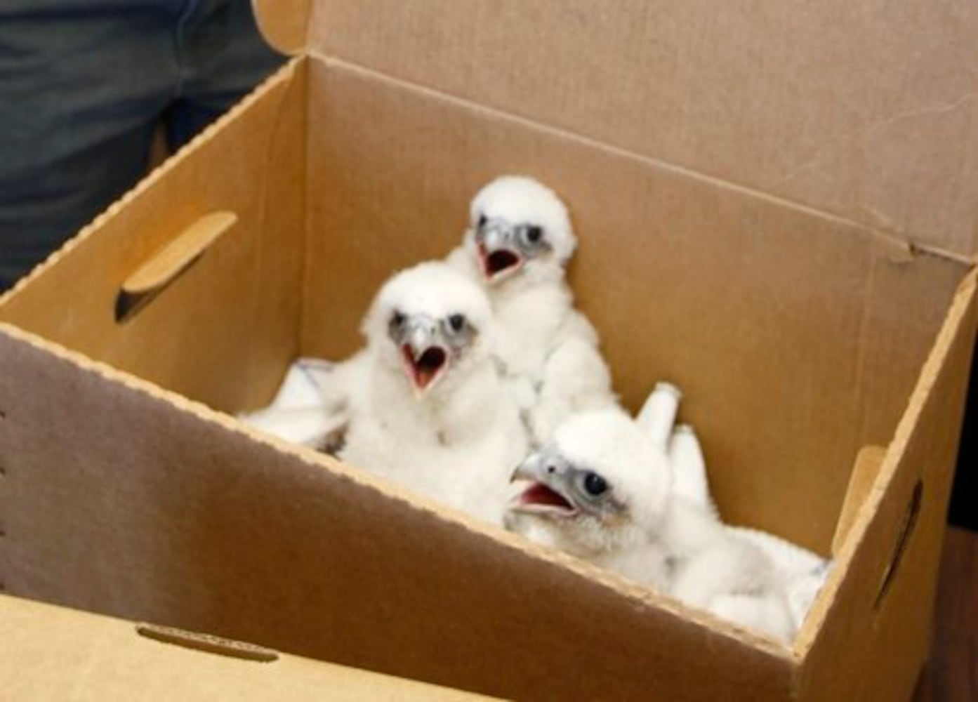 Peregrine Falcoln chicks get leg bands