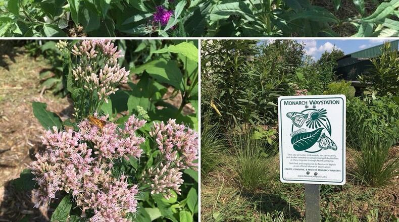 Monarch butterflies have faced a drastic population decline and one of the significant contributing factors is the loss of native habitat. Monarch waystations help protect the monarch population by creating a habitat that contains a variety of native plants in order for the butterflies to survive and reproduce. (Courtesy photo)