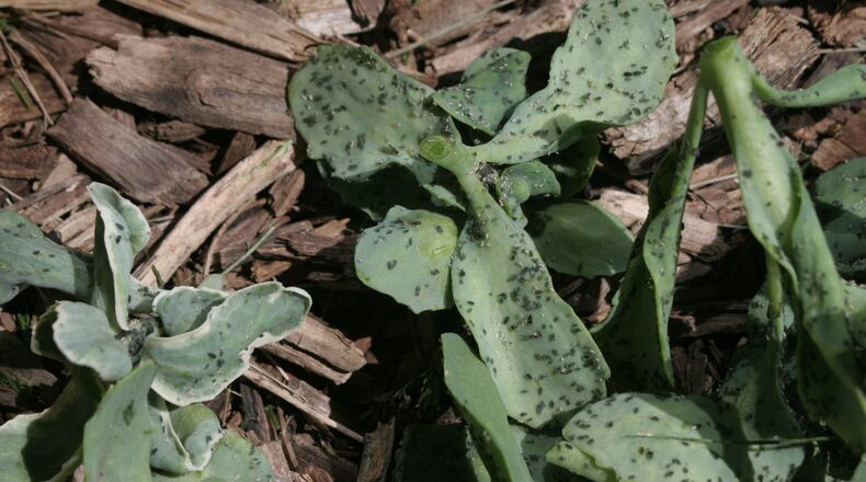 Aphids on sedum are not a major problem. CONTRIBUTED