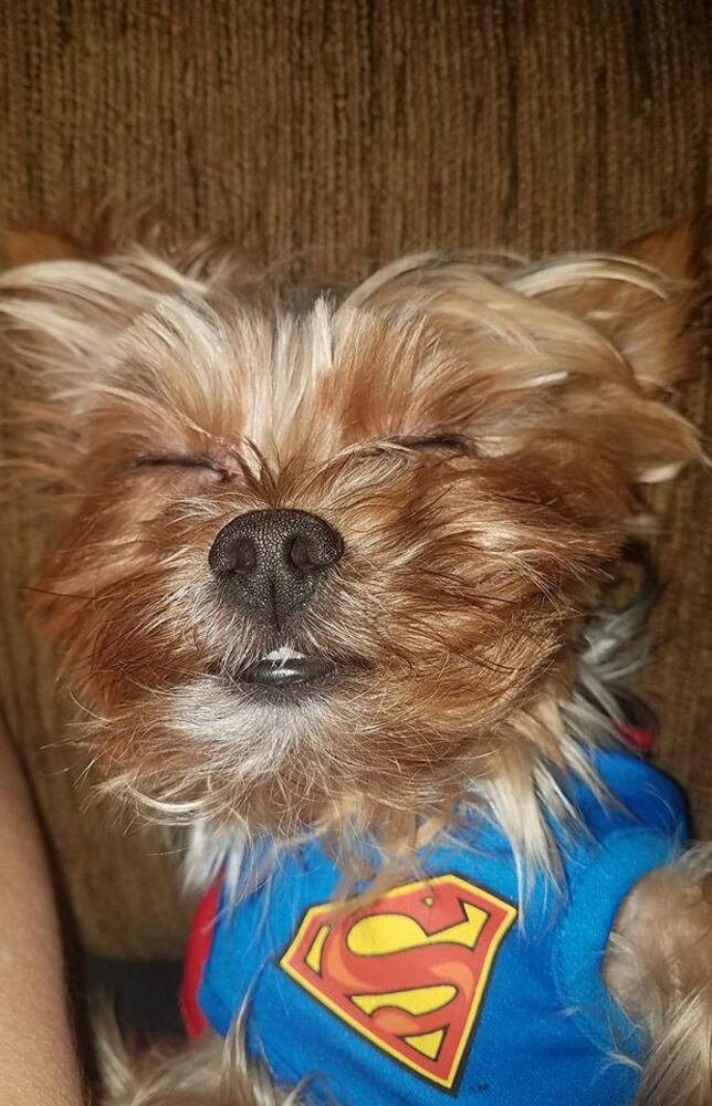 PHOTOS: Local pets ready for Halloween