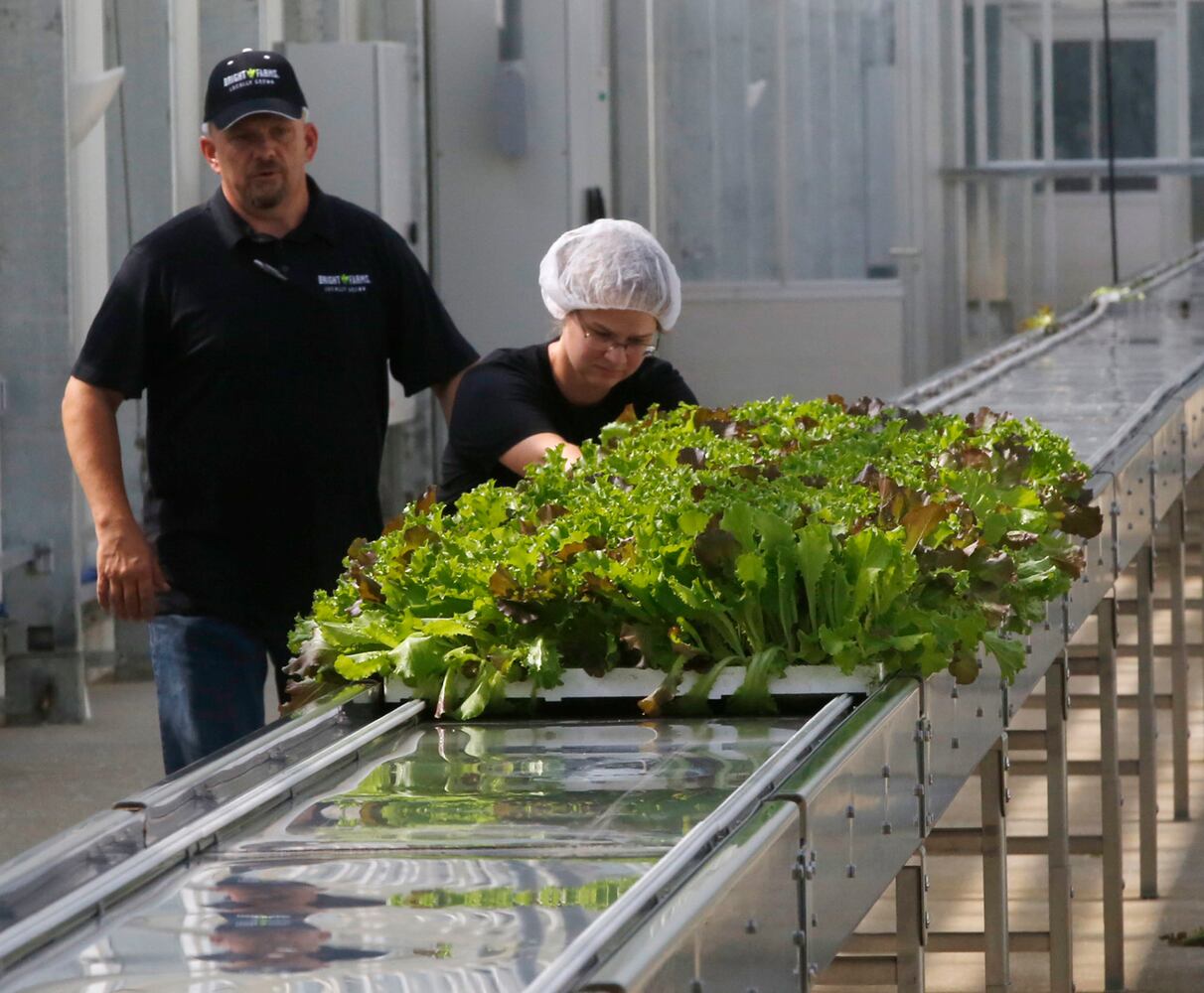 BrightFarms Ohio Greenhouse harvests first hydroponic greens in Wilmington