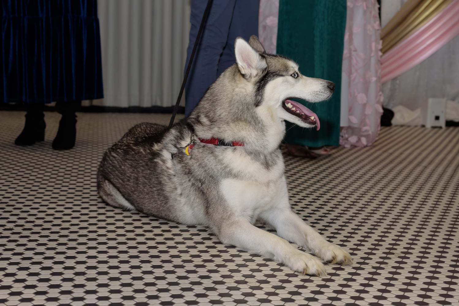 PHOTOS: 2025 Pet Afflaire Gala at the Dayton Arcade