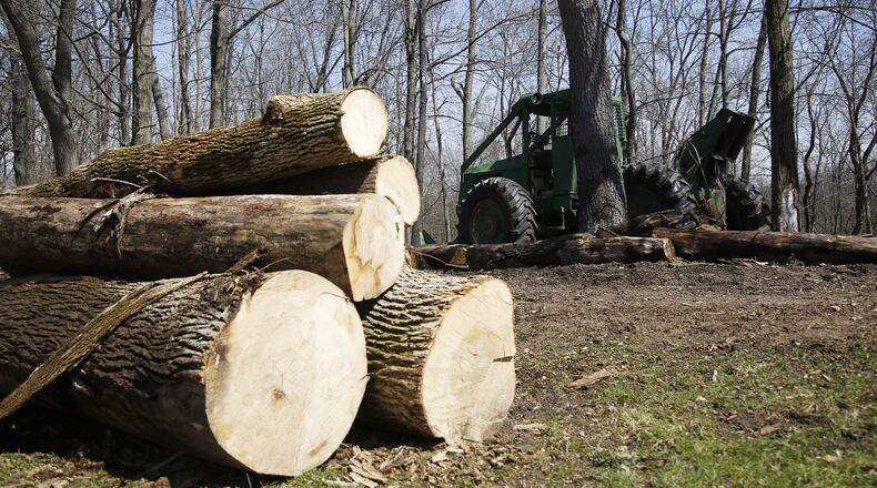 The City of Clayton’s Westbrook Park is full of felled ash trees that have been taken down recently. Diseased and dead ash trees are often removed before they fall in parks or public right of ways. TY GREENLEES / STAFF
