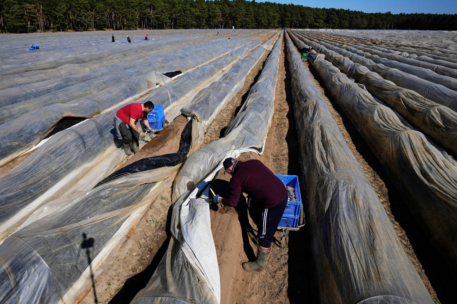 Farm workers cut white asparagus in a field near Beelitz, Germany, Thursday, April 3, 2025. (AP Photo/Markus Schreiber)