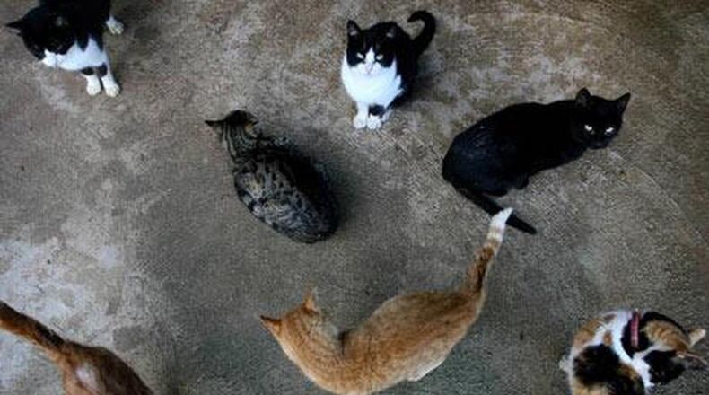 Kettering has passed an emergency ordinance requested by the police department in order to deal with stray cats as a result of the Montgomery County Animal Resource Center (ARC) informing the city last year that it will no longer accept the animals.