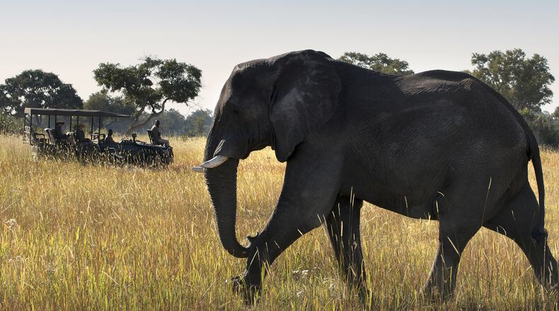 An elephant spotted from the Xaranna Okavango Delta Camp Game Drive. (andBeyond)