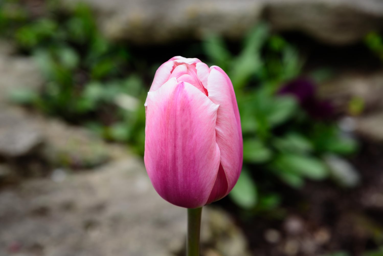 PHOTOS: Multi-colored tulips are in full bloom at Smith Memorial Gardens
