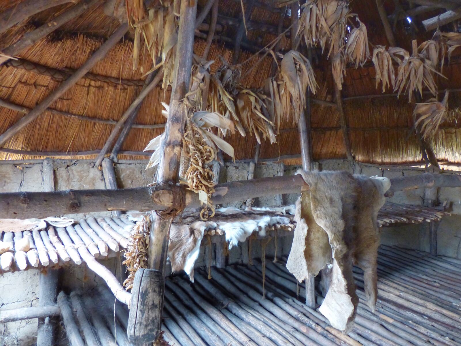 Three-fourths of the calories consumed by the ancient Fort Ancient people who lived along the Great Miami River 800 years ago came from corn. CONNIE POST / STAFF