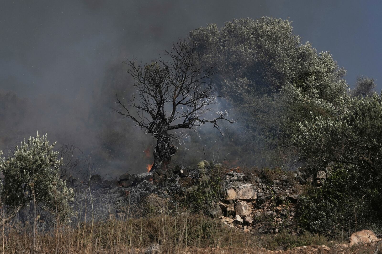 An olive tree smolders after burned in a Palestinian village near the West Bank town of Sinjil, Friday, July 11, 2025. (AP Photo/Maya Alleruzzo)