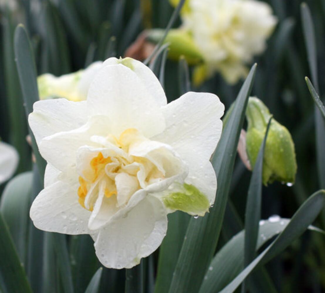 Spring Bulb Festival