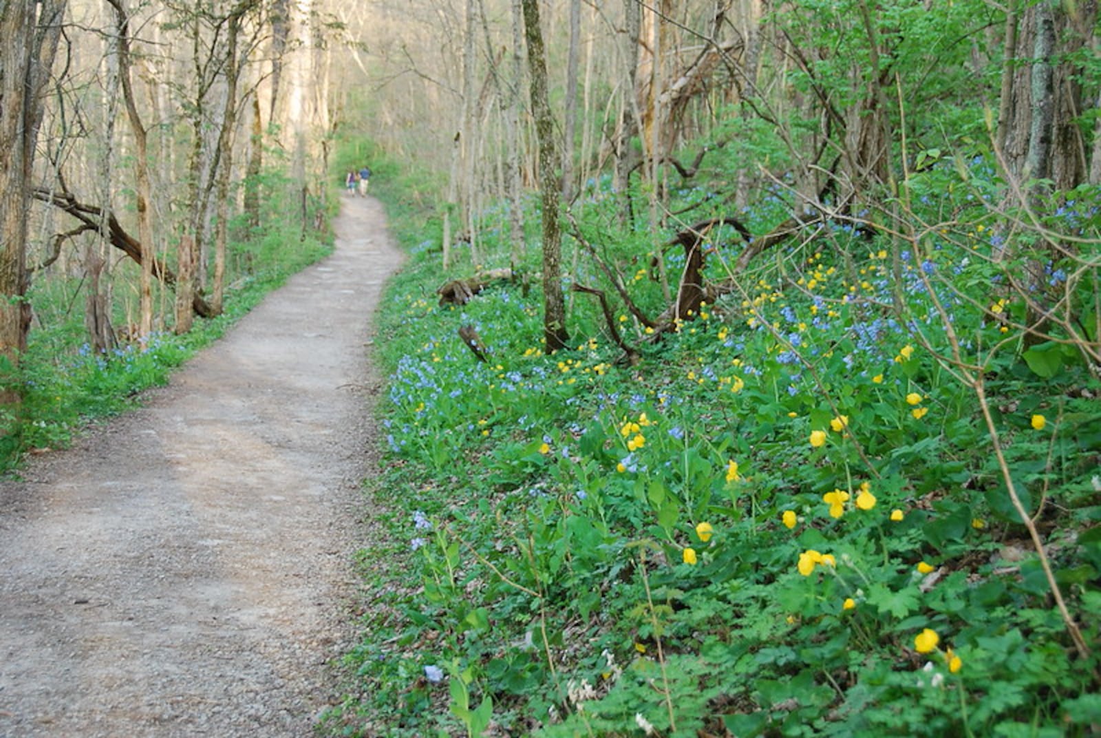 Sugarcreek MetroPark comes alive with spring wildflowers. CONTRIBUTED