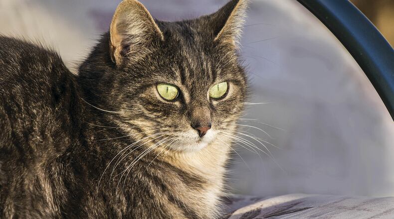 Cats may sit on the hood of a car for the warmth of a warmed-up engine. Metro News Service photo