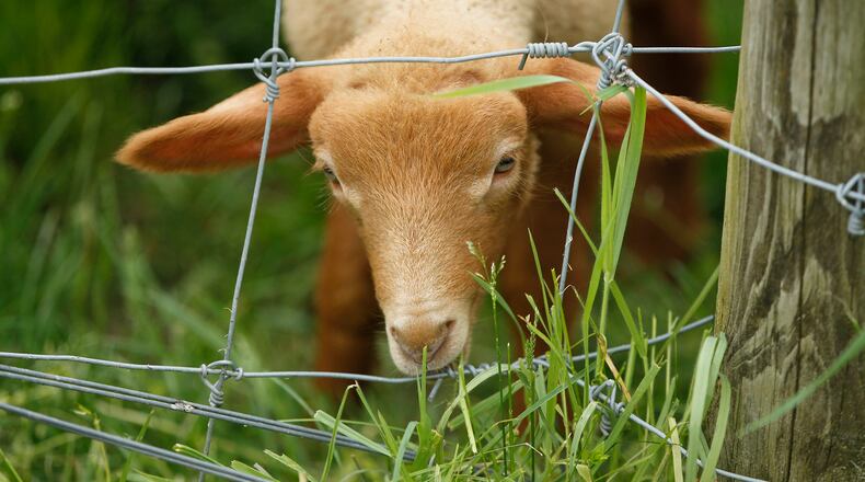 Tunis lambs and a variety of young animals will be on view at Farm Babies Fest at Aullwood Farm May 18 and 19. âLISA POWELL / STAFF