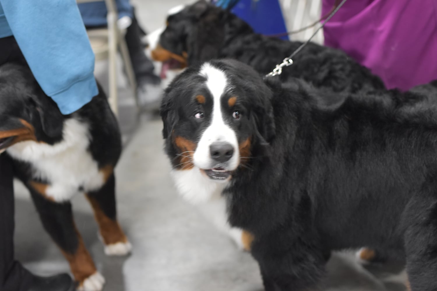 Fort St. Clair Kennel Club Dog Show