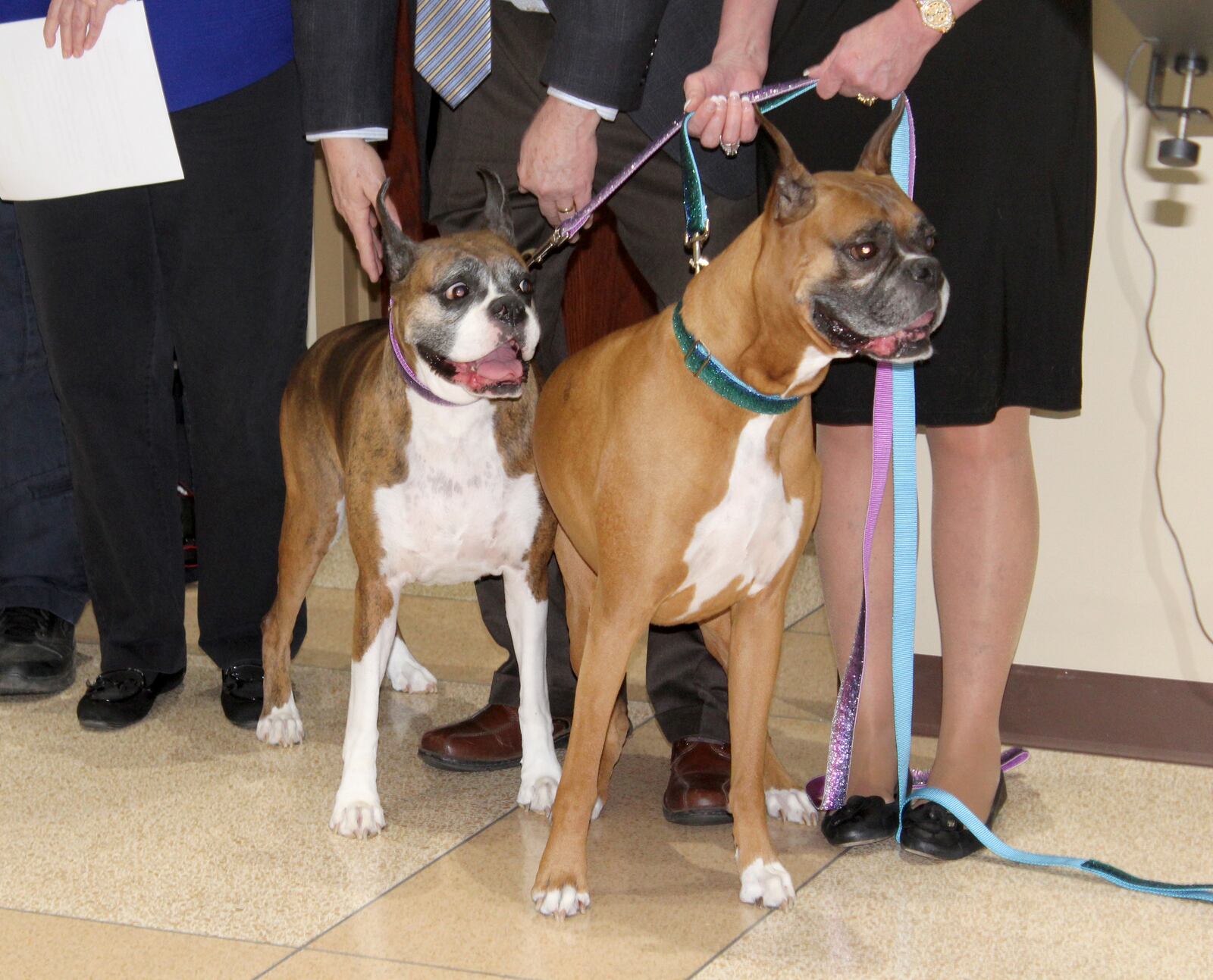 Murdock, a 7-year-old boxer owned by local philanthropist Teresa Huber. was given the fist Montgomery County dog license of 2017.  Huber’s other boxer Tena  holds the second license as part of a fund raiser for The Humane Society of Greater Dayton. Third went to Winston, Montgomery County auditor Karl Keith’s 4-year-old  Collie--shepherd mix.