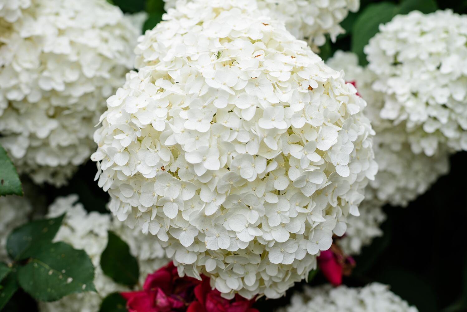 PHOTOS: 2024 St. Anne's Hill Historic District Garden Tour