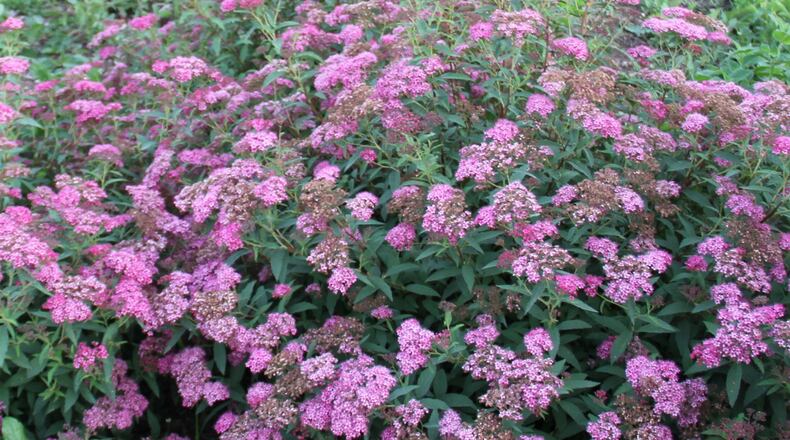 Spiraea is an excellent shrub to use in a perennial border. CONTRIBUTED