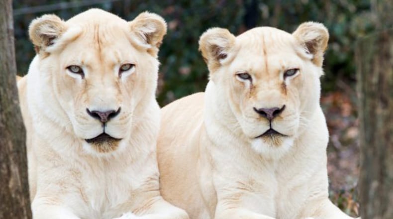 Prosperity (right) a whilte lion who lived at the Cincinnati Zoo since 1998, died Monday from " extended age-related health issues." At left is her 18-year-old daughter, Gracious." CINCINNATI ZOO & BOTANICAL GARDEN