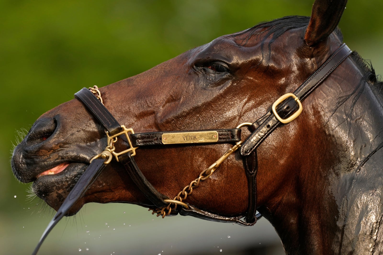 A race horse gets a bath after a workout at Churchill Downs Tuesday, April 29, 2025, in Louisville, Ky. (AP Photo/Charlie Riedel)