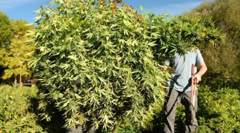 Officials with the Ohio Department of Agriculture stated that the agency will start to accept applications for its three-year licenses to grow and process hemp beginning at noon on Tuesday, March 3.