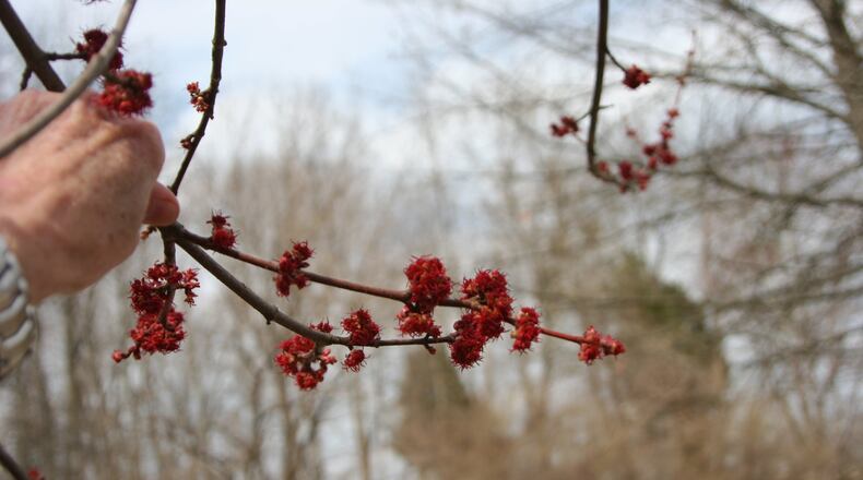 Maple flowers are great for pollinators in early spring. CONTRIBUTED