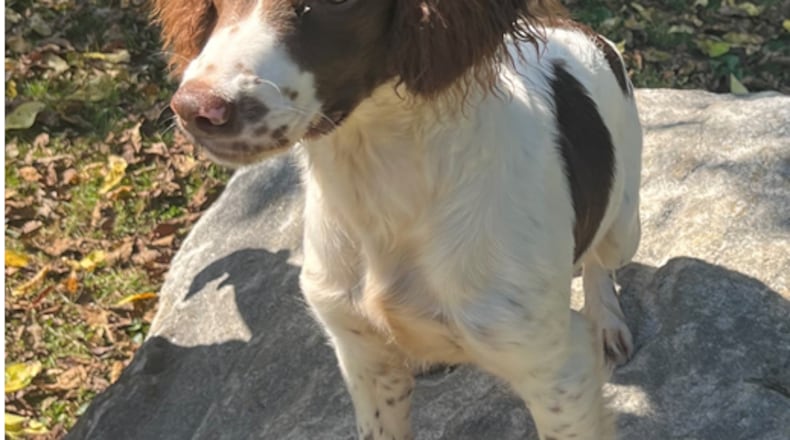 This five-month-old English Springer named Maggie is being considered as an emotional support and explosives/firearms detection K9 for the Franklin police. The city is working on a proposal for a joint venture with the Franklin City Schools to share in the costs of the K9 that would be assigned to the SRO. CONTRIBUTED/FRANKLIN DIVISION OF POLICE