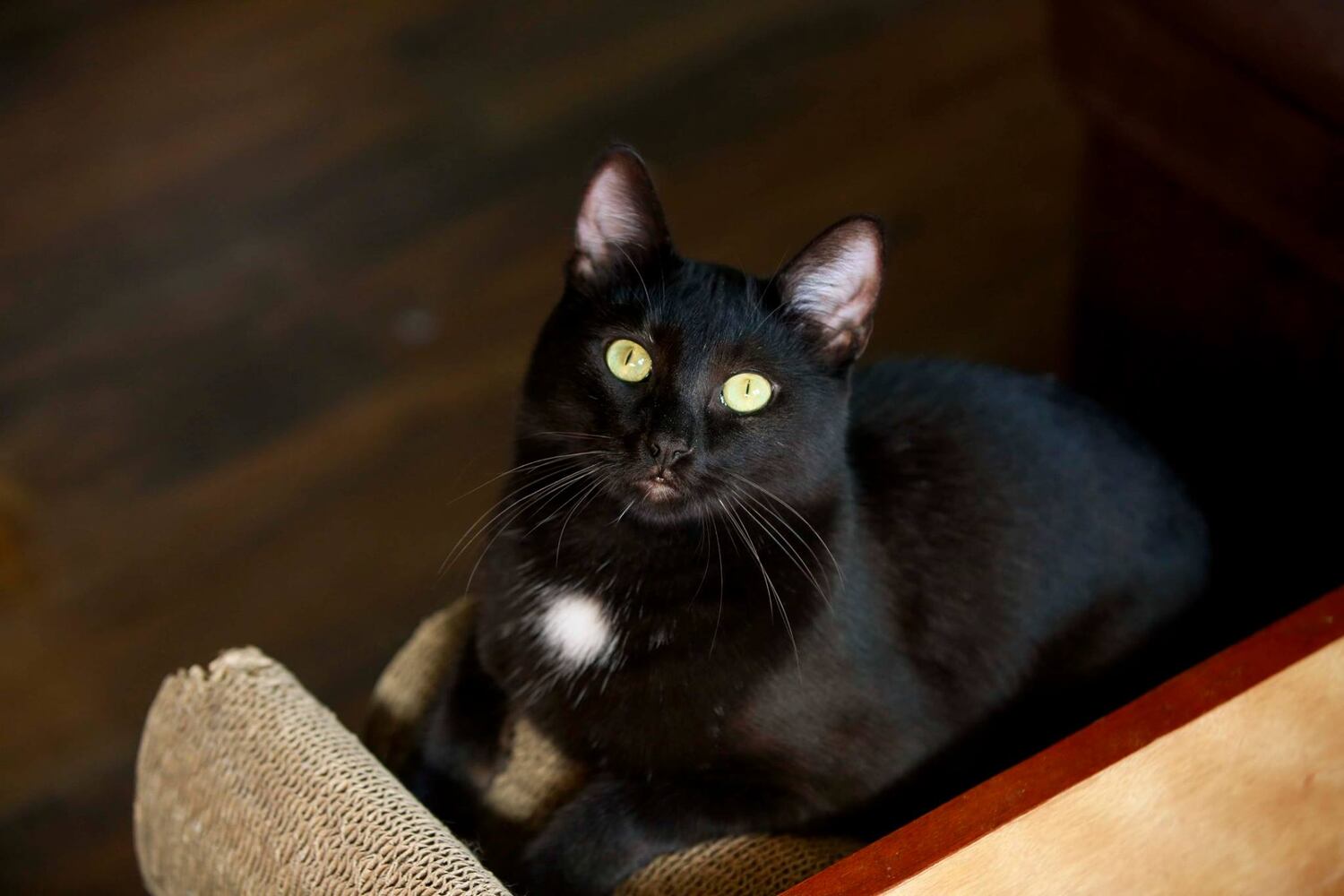 Wilpur and Meowrville Wright among Dayton cat cafe’s first tenants