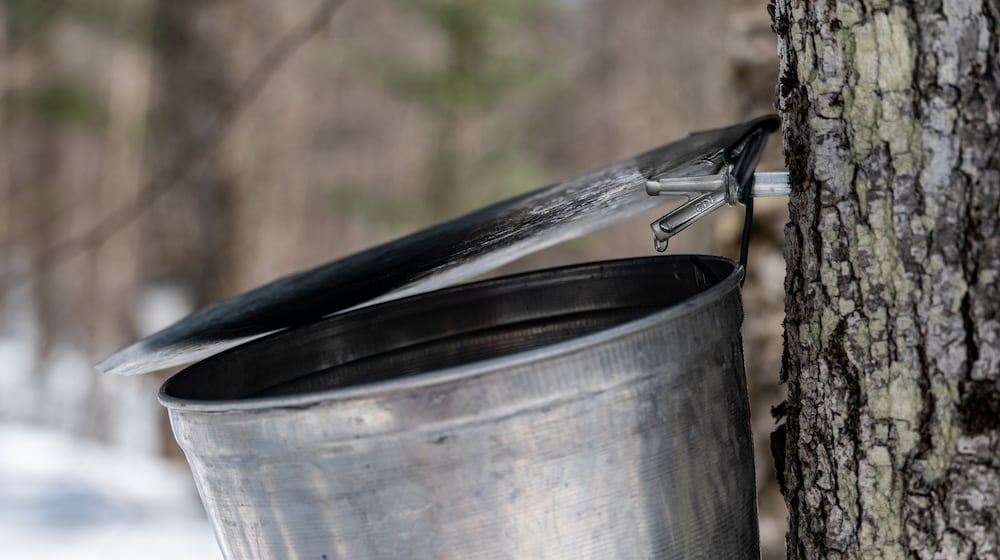 The process of collecting pure maple sugar water takes place in a quiet, snowy forest. Snow blankets the ground while metal buckets hang from trees, capturing the sweet sap. iSTOCK/COX